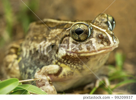 The Indian burrowing frog, Sphaerotheca breviceps., Satara, Maharashtra, India The Indian burrowing frog, Sphaerotheca breviceps., Satara, Maharashtra, India 99209937