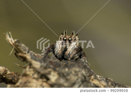 Jumping spider species, Satara, Maharashtra, India Jumping spider species, Satara, Maharashtra, India 99209938