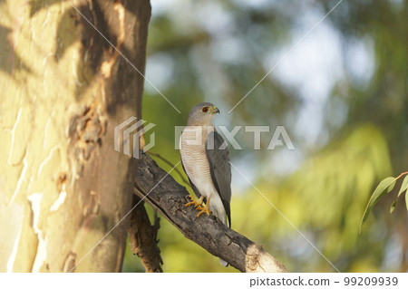 Shikra, Accipiter badius, Satara, Maharashtra, India Shikra, Accipiter badius, Satara, Maharashtra, India 99209939