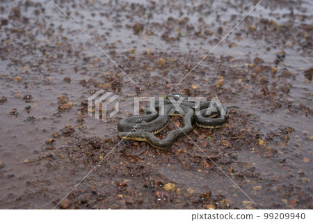 Rhabdops olivaceus, the olive trapezoid snake or olive forest snake, is a snake endemic to the Western Ghats of India Rhabdops olivaceus, the olive trapezoid snake or olive forest snake, is a snake endemic to the Western Ghats of India 99209940