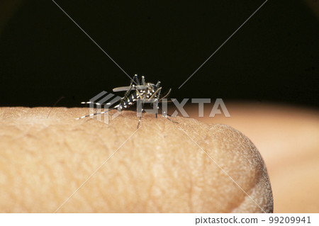 Aedes albopictus , Stegomyia albopicta, from the mosquito (Culicidae) family, also known as the Asian tiger mosquito or forest mosquito Aedes albopictus , Stegomyia albopicta, from the mosquito (Culicidae) family, also known as the Asian tiger mosquito or forest mosquito 99209941