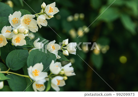 Beautiful white jasmine blossom flowers in spring time. Background with flowering jasmin bush. Inspirational natural floral spring blooming garden or park. Flower art design. Aromatherapy concept Beautiful white jasmine blossom flowers in spring time. Background with flowering jasmin bush. Inspirational natural floral spring blooming garden or park. Flower art design. Aromatherapy concept 99209973