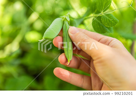 Gardening and agriculture concept. Female farm worker hand harvesting green fresh ripe organic peas on branch in garden. Vegan vegetarian home grown food production. Woman picking pea pods Gardening and agriculture concept. Female farm worker hand harvesting green fresh ripe organic peas on branch in garden. Vegan vegetarian home grown food production. Woman picking pea pods 99210201