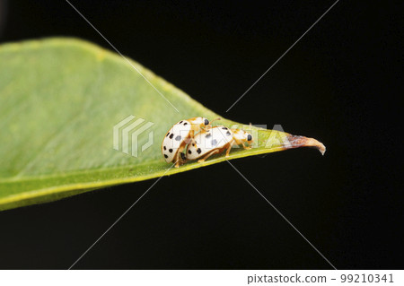 Ashy gray ladybug, Olla v-nigrum, Satara, Maharashtra 99210341