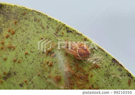 Dorsal of Red orb weaver, Neoscona nautica, Satara, Maharashtra 99210350