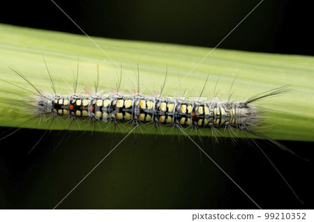 Dorsal of Tussock moth caterpillar, Numenes siletti, Satara, Maharashtra Dorsal of Tussock moth caterpillar, Numenes siletti, Satara, Maharashtra 99210352