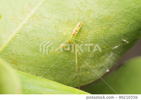 Male Long jawed green spider, Mesida humilis, Satara, Maharashtra 99210356