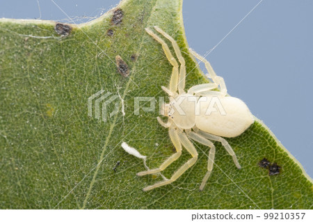 Running crab spider, Psellonus planus, Satara, Maharashtra 99210357