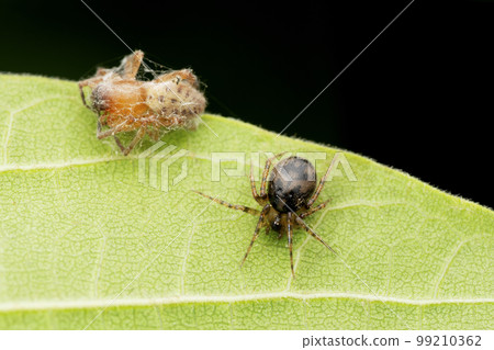 Comb footed spider with its kill, Phycosoma inornatum, Satara, Maharashtra 99210362