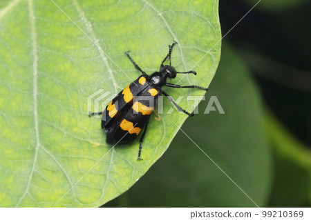 Blister beetle, Mylabris phalerata, Satara, Maharashtra 99210369