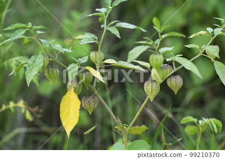 Downy ground cherry, Physalis grisea, Satara, Maharashtra 99210370