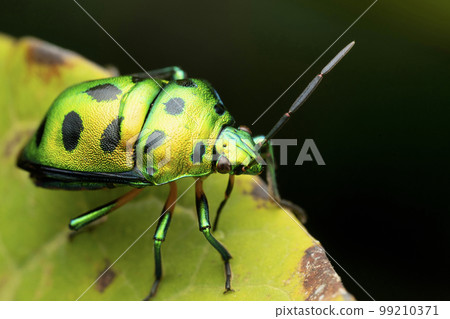 Green jewel bug, Chyrsocoris stolli, Satara, Maharashtra 99210371