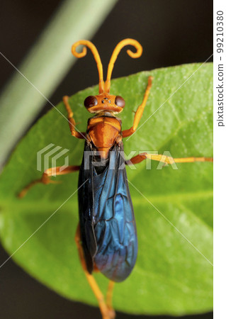 Spider hunter wasp, Tachypompilus ferrugineus, Satara, Maharashtra 99210380