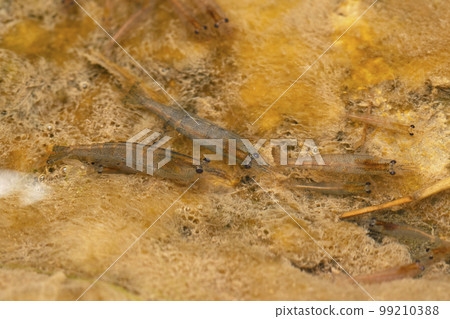Freshwater shrimp, Satara, Maharashtra Freshwater shrimp, Satara, Maharashtra 99210388