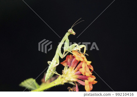 Subadult female green mantis, Hierodula ventralis, Satara, Maharashtra 99210416