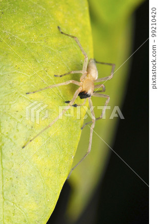Yellow sac spider, Cheiracanthium mildei, Satara, Maharashtra Yellow sac spider, Cheiracanthium mildei, Satara, Maharashtra 99210420
