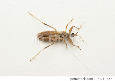 Brown assassin bug, Pnirontis modesta, Pune, Maharashtra 99210432