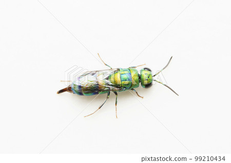 Dorsal of Cockoo wasp, Chrysididae, Satara, Maharashtra 99210434