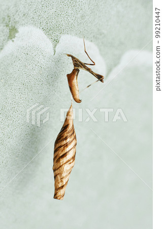 Comb footed spider with eggsack, Rhomphaea rostrata, Pune, Maharashtra 99210447