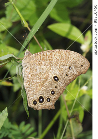 Evening brown butterfly lateral view, Melanitis leda, Pune, Maharashtra 99210450