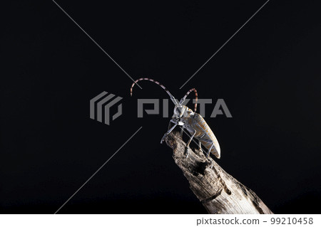 Mango stem borer, Batocera rufomaculata, Pune, Maharashtra Mango stem borer, Batocera rufomaculata, Pune, Maharashtra 99210458