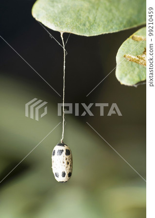 Moth pupa suspended on a leaf Moth pupa suspended on a leaf 99210459