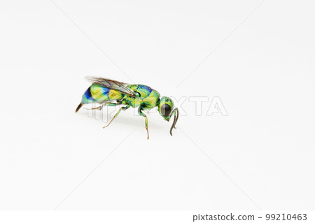 Cockoo wasp, Chrysididae, Satara, Maharashtra 99210463