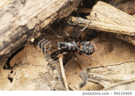 Ground Dwelling spider, Mallinella elegans, Satara, Maharashtra,India 99210469