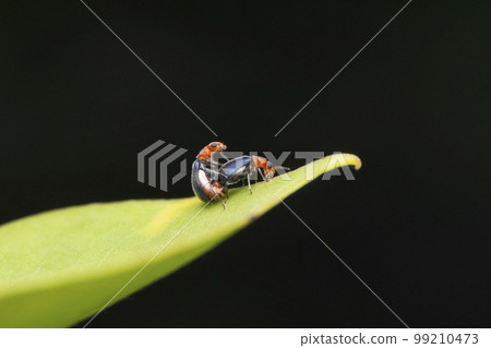 Skeletonizing leaf beetles mating, Trichobalya bowringii,, Satara, Maharashtra Skeletonizing leaf beetles mating, Trichobalya bowringii,, Satara, Maharashtra 99210473