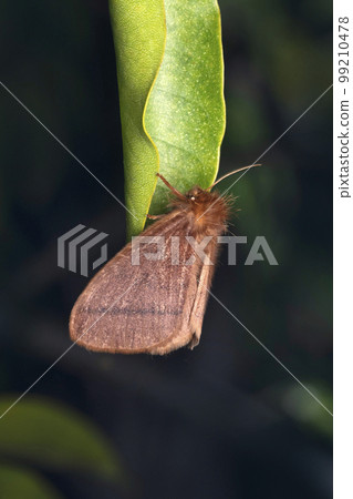 Tussok moth, Orgyia postica, Satara, Maharashtra Tussok moth, Orgyia postica, Satara, Maharashtra 99210478
