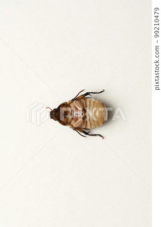 Ventral of Scarab beetles, Cyclocephala melanocephala,Satara, Maharashtra Ventral of Scarab beetles, Cyclocephala melanocephala,Satara, Maharashtra 99210479