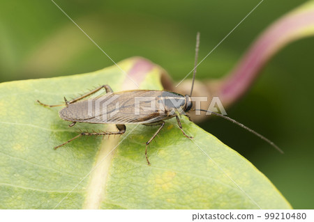 Wild german cockroach, Blatella germanica, Satara, Maharashtra Wild german cockroach, Blatella germanica, Satara, Maharashtra 99210480