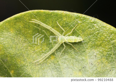 Tropical green leaf crab spider, Oxytate striatipes, Satara, Maharashtra Tropical green leaf crab spider, Oxytate striatipes, Satara, Maharashtra 99210488