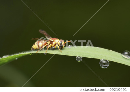 Red Paper Wasp, Ropalidia marginata, Satara, Maharashtra Red Paper Wasp, Ropalidia marginata, Satara, Maharashtra 99210491