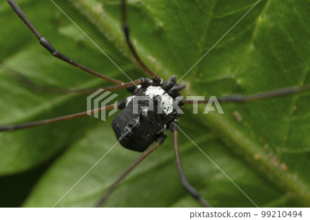 Black Harvestman spider, Hadrobunus rotundum, Satara, Maharashtra 99210494