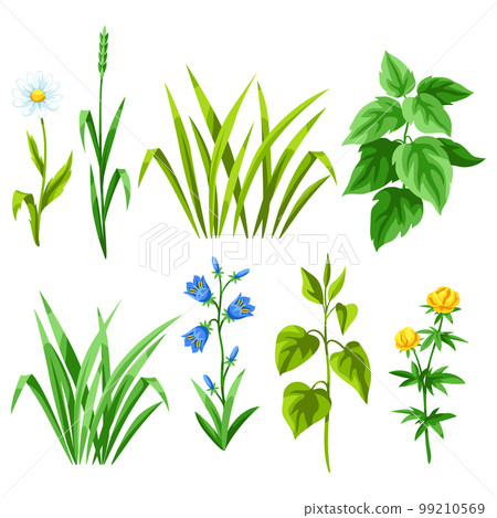 Set of herbs and cereal grass. Herbs and cereal grass. Floral collection with meadow plants. Set of herbs and cereal grass. Herbs and cereal grass. Floral collection with meadow plants. 99210569