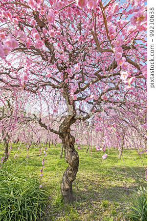 梅花林 梅花林 99210638