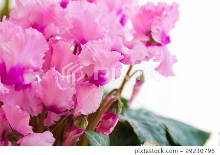 帶褶邊的粉紅色仙客來 帶褶邊的粉紅色仙客來 99210798