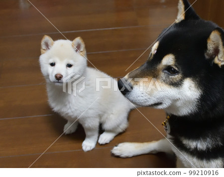Photo of white shiba and black shiba, puppy and adult dog (indoor) 99210916