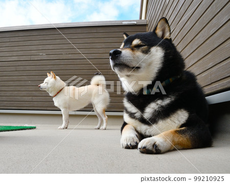 White shiba (Mameshiba) and black shiba photo 2 (veranda) 99210925