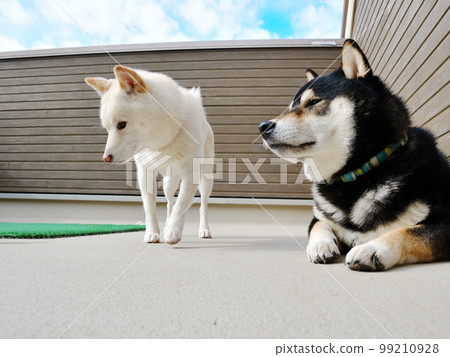 白芝 (Mameshiba) 和黑芝照片 3 (陽台) 99210928