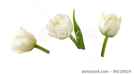 Set of white peony tulip flowers isolated 99210929