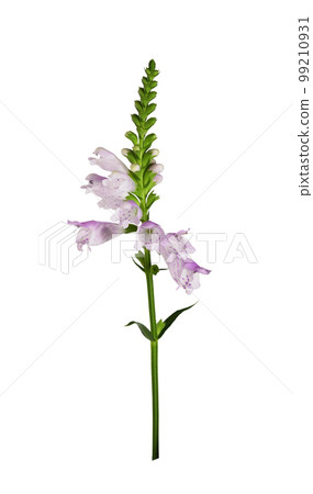 Purple flowers of physostegia virginiana isolated 99210931