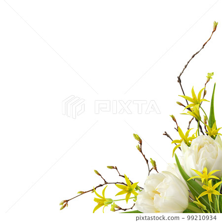 White tulip flowers, yellow gageas and spring twig with early leaves in a corner floral arrangement isolated on white White tulip flowers, yellow gageas and spring twig with early leaves in a corner floral arrangement isolated on white 99210934