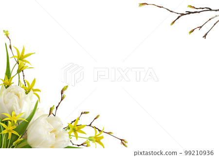 White tulip flowers, yellow gageas and spring twig with early leaves in a corner floral arrangements isolated on white 99210936