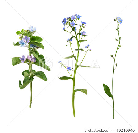 Twigs of blue flowers of Oxypetalum coeruleum, brunnera and forget-me-not isolated. Set. 99210940