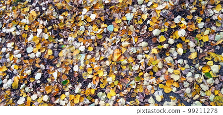 Colorful seasonal autumn background pattern, Vibrant carpet of fallen forest leaves. Autumn beauty of nature. Autumn background with multicolored leaves. 99211278