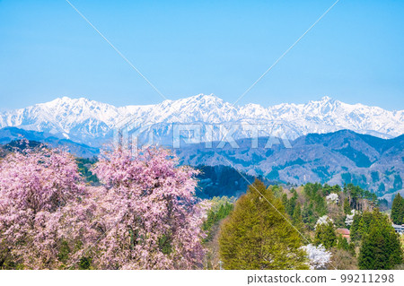 信州小川村的春天（櫻花和北阿爾卑斯山） 99211298