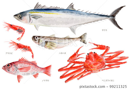 鳥取縣四個季節縣魚(秋天)手繪水彩畫 鳥取縣四個季節縣魚(秋天)手繪水彩畫 99211325