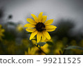 A single sunflower in a sunflower field 99211525